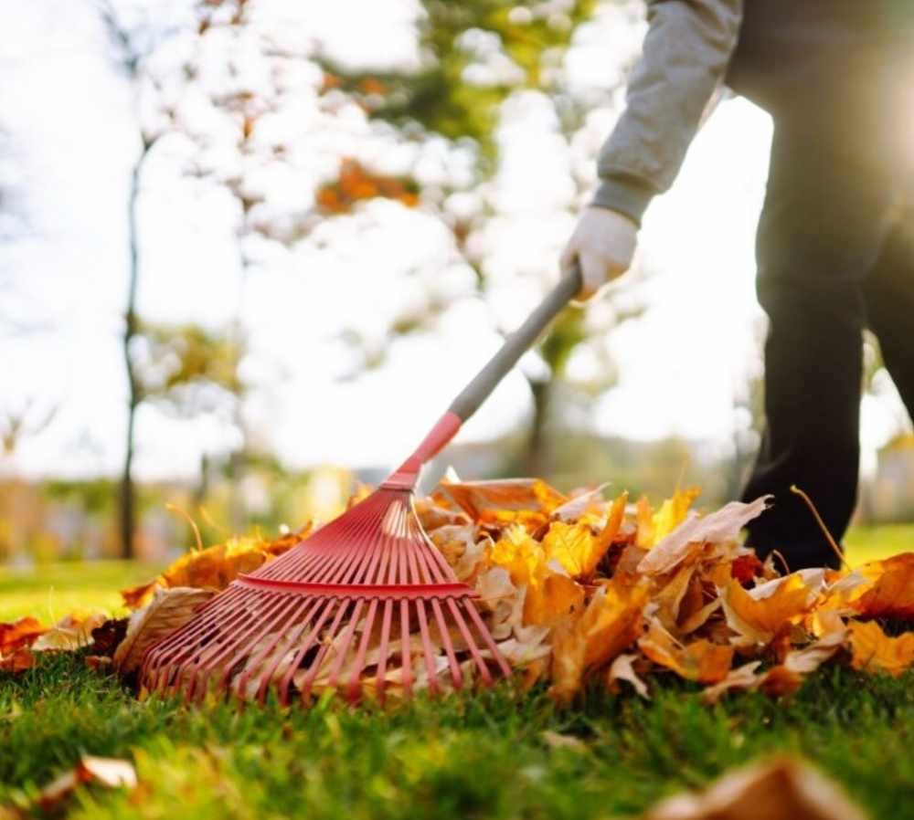 Professional fall cleanup landscaping for a clean yard